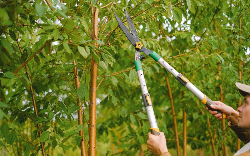 Tree trimming in Forman, ND