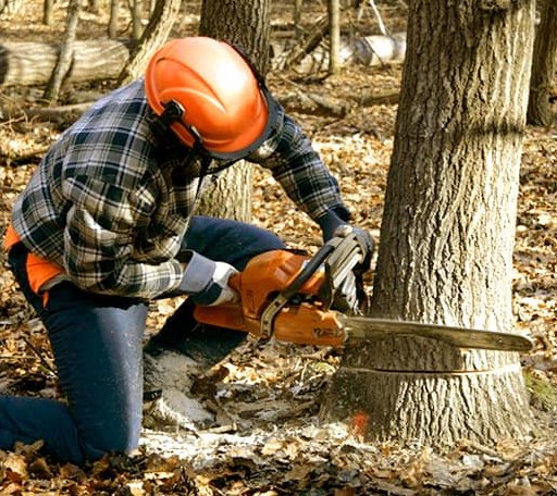 Tree Removal in Forman, ND
